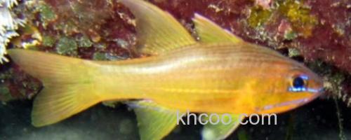多带天竺鲷是什么鱼？_0
