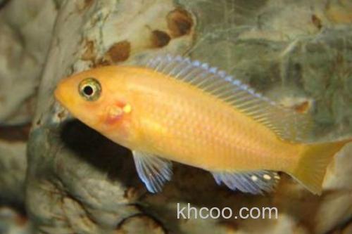 多带天竺鲷是什么鱼？_2