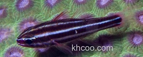 燕尾箭天竺鲷是什么鱼？_0