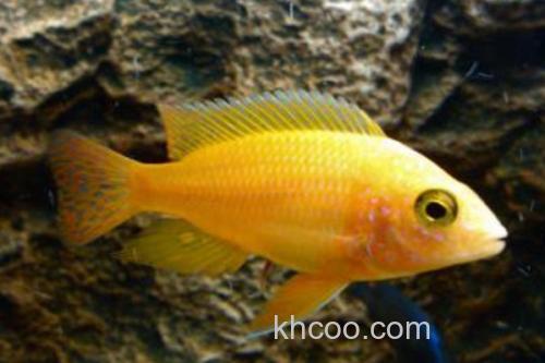 多带天竺鲷是什么鱼？_1