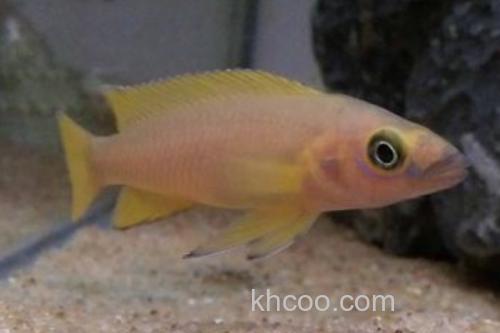 多带天竺鲷是什么鱼？_3