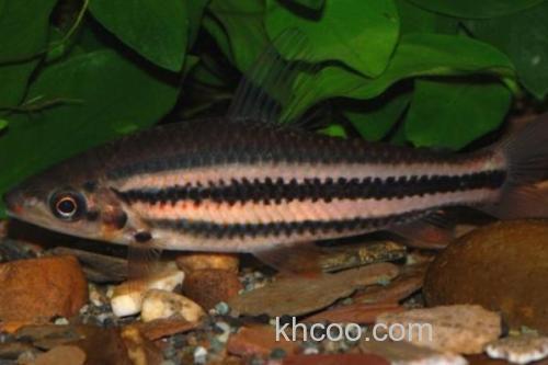 燕尾箭天竺鲷是什么鱼？_1