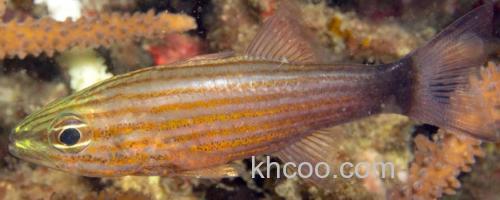 纵带巨牙天竺鲷是什么鱼？_0