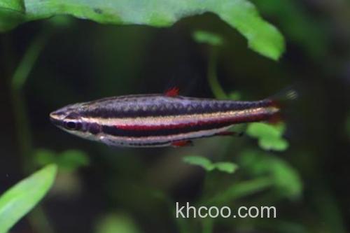 燕尾箭天竺鲷是什么鱼？_2