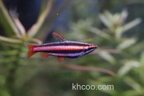 燕尾箭天竺鲷是什么鱼？_3