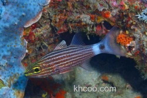 纵带巨牙天竺鲷是什么鱼？_3