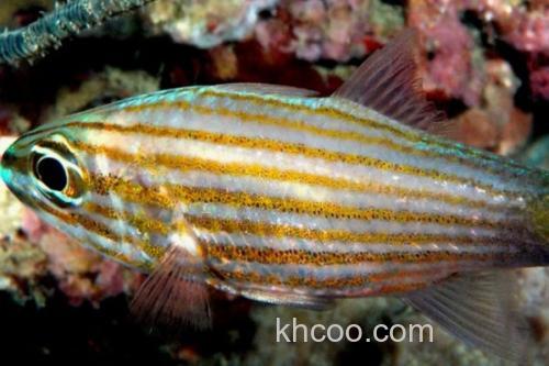 纵带巨牙天竺鲷是什么鱼？_1