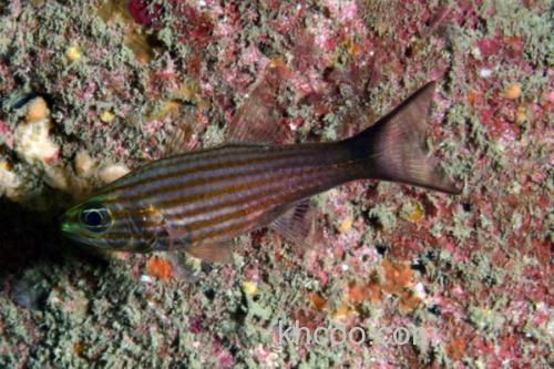 纵带巨牙天竺鲷是什么鱼？_2