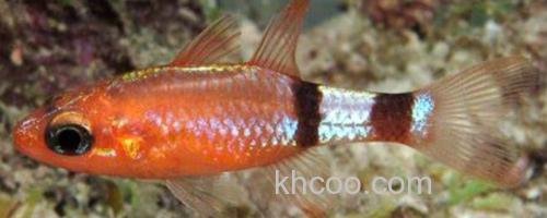 粗唇天竺鲷是什么鱼？_0