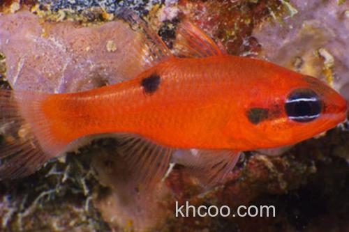 粗唇天竺鲷是什么鱼？_2