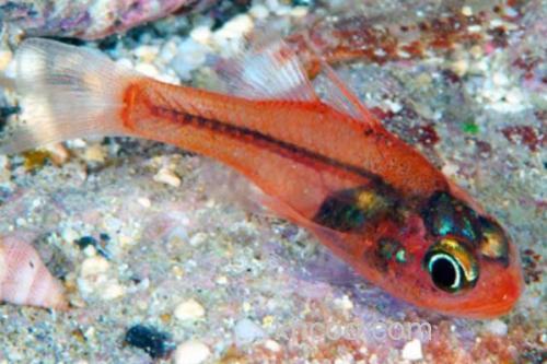 粗唇天竺鲷是什么鱼？_1