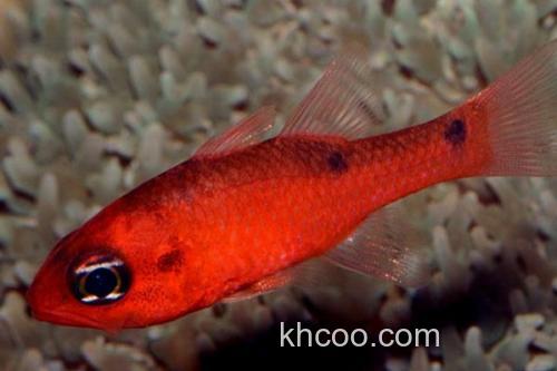 粉红天竺鲷是什么鱼？_2