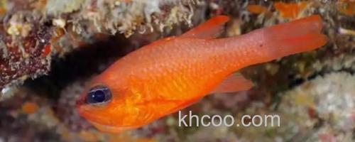 粉红天竺鲷是什么鱼？_0