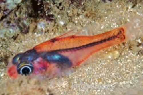 粉红天竺鲷是什么鱼？_1