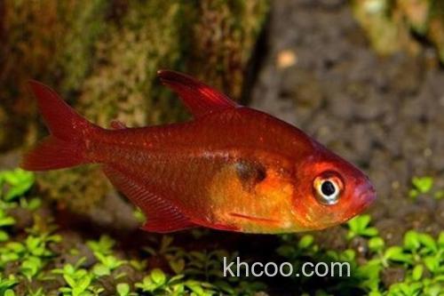 粗唇天竺鲷是什么鱼？_3