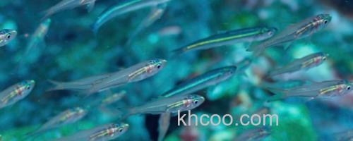 箭天竺鲷是什么鱼？_0