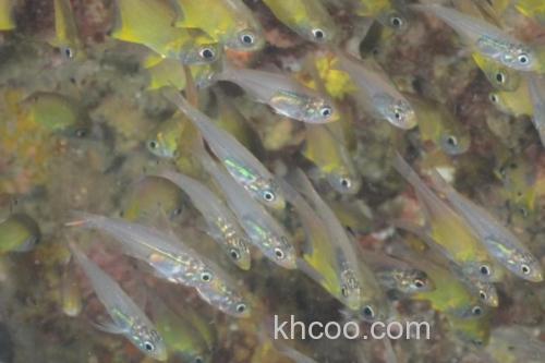 箭天竺鲷是什么鱼？_1