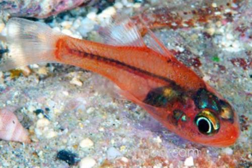 粉红天竺鲷是什么鱼？_3