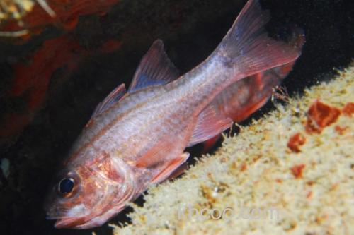 稻氏天竺鲷是什么鱼？_1