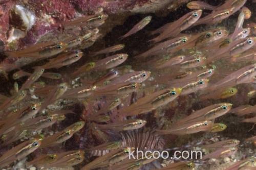 箭天竺鲷是什么鱼？_2