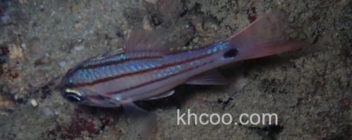 稻氏天竺鲷是什么鱼？_0