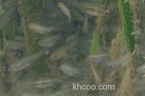 箭天竺鲷是什么鱼？_3