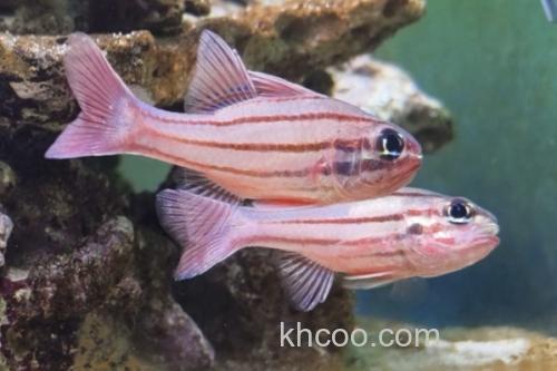 稻氏天竺鲷是什么鱼？_2