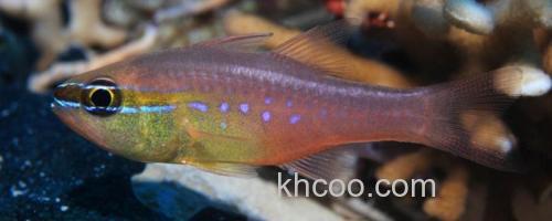 短齿天竺鲷是什么鱼？_0