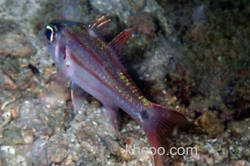 稻氏天竺鲷是什么鱼？_3