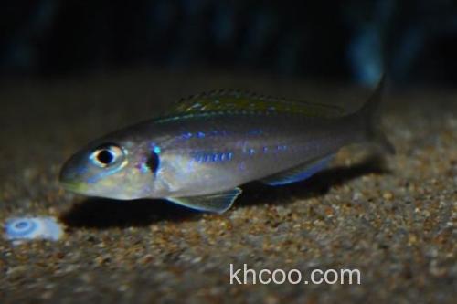 短齿天竺鲷是什么鱼？_2