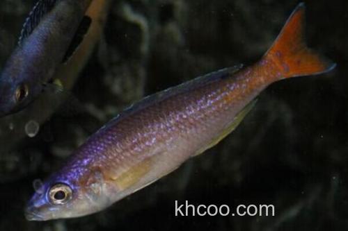 短齿天竺鲷是什么鱼？_1