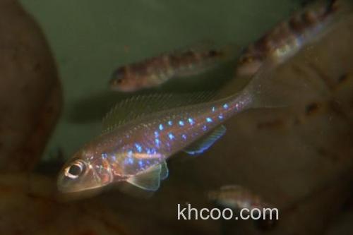 短齿天竺鲷是什么鱼？_3