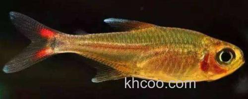 真长鳍天竺鲷是什么鱼？_0