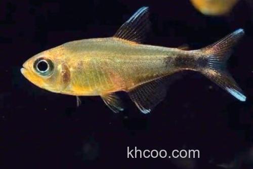 真长鳍天竺鲷是什么鱼？_1