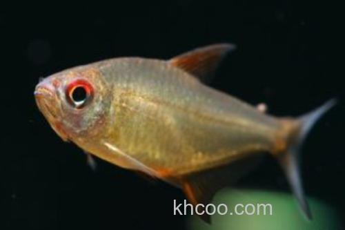 真长鳍天竺鲷是什么鱼？_2