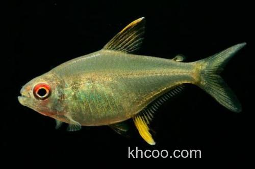 真长鳍天竺鲷是什么鱼？_3