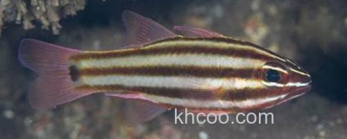 白边天竺鲷是什么鱼？_0