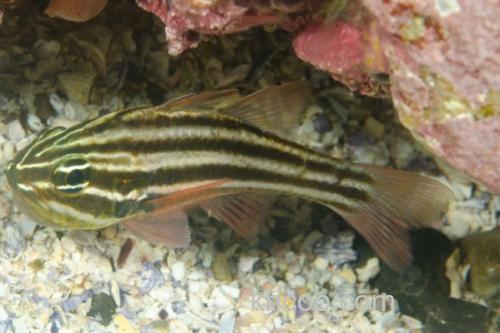 白边天竺鲷是什么鱼？_1