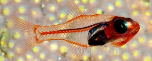 菲律宾裸天竺鲷是什么鱼？_0