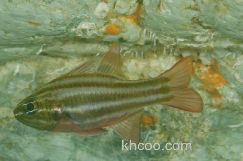 白边天竺鲷是什么鱼？_3