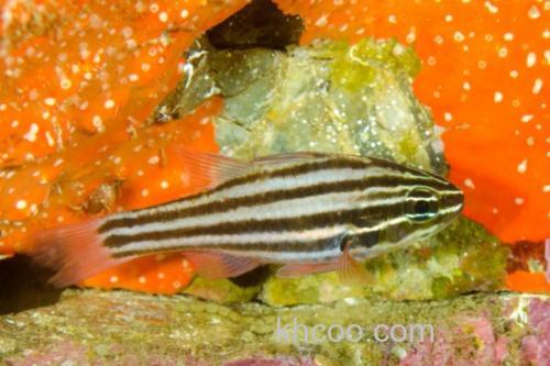 白边天竺鲷是什么鱼？_2