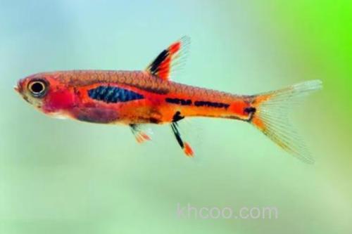 菲律宾裸天竺鲷是什么鱼？_2