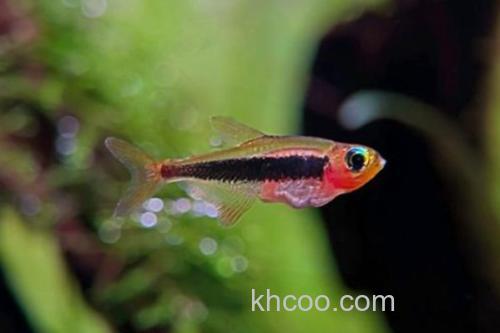 菲律宾裸天竺鲷是什么鱼？_1