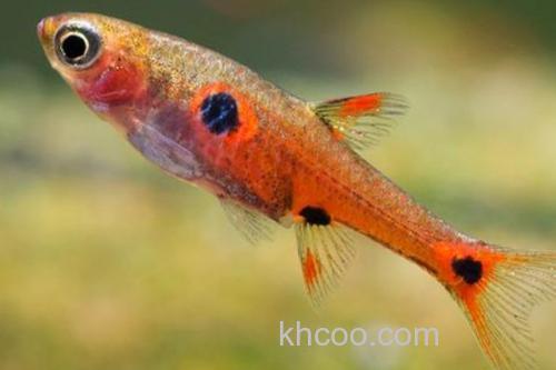 菲律宾裸天竺鲷是什么鱼？_3