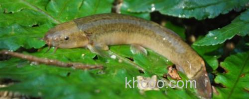 平头平鳅是什么鱼？_0