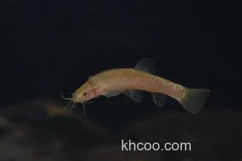 平头平鳅是什么鱼？_2