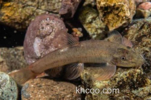 平头平鳅是什么鱼？_3