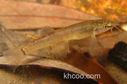 平头平鳅是什么鱼？_1