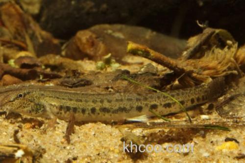 纵带平鳅是什么鱼？_1