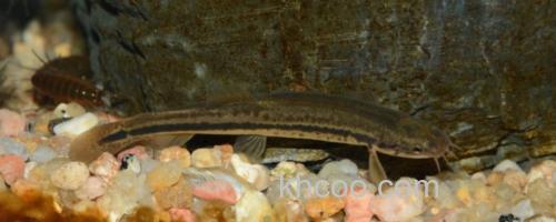 纵带平鳅是什么鱼？_0